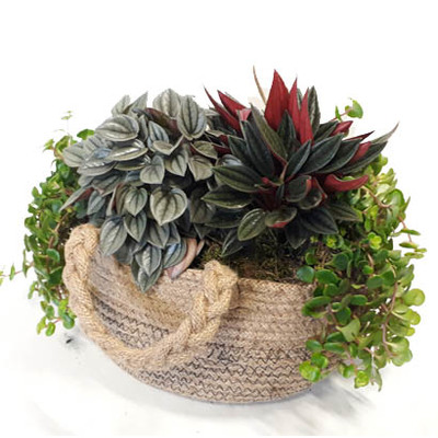 Calathea en Marantha mix van 2.99 voor 1.99