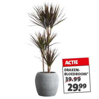 Drakenbloedboom (Dracaena fragrans) Diverse luxe soorten Hoogte 110 cm Potmaat 21 cm Van 39.99 voor 29.99