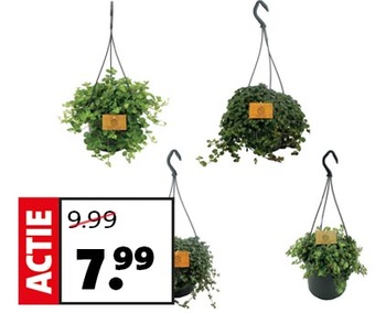 Diverse hangplanten: van 9.99 voor slechts 7.99