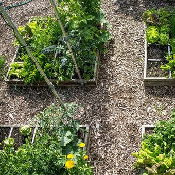 Makkelijke moestuin