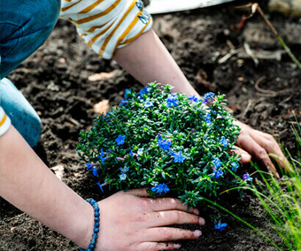 In de tuinkalender van april lees je wat je deze maand in de tuin mag doen