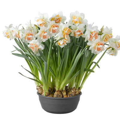 Narcissen in schaal van 16.99 voor 12.99