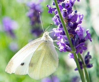 Maak van je tuin een paradijs voor bijen, vlinders en andere bestuivers door het planten van bloemen en struiken die hen aantrekken. 