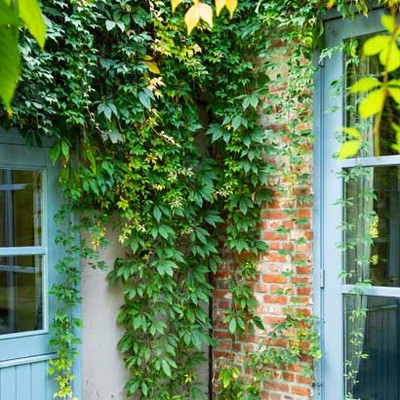 Wilde wingerd (Parthenocissus). Diverse soorten, hoogte 65 cm potmaat 16 cm. Van 7.99 voor 5.99