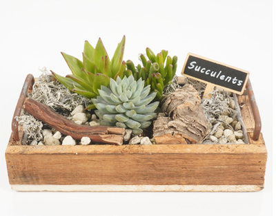 Arrangement Succulenten in houten dienblad van 14.99 voor 12.99