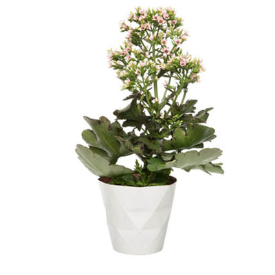 Kalanchoë (Kalanchoë ‘Femini’). Hoogte 50 cm Potmaat 14 cm van 6.99 voor 4.99