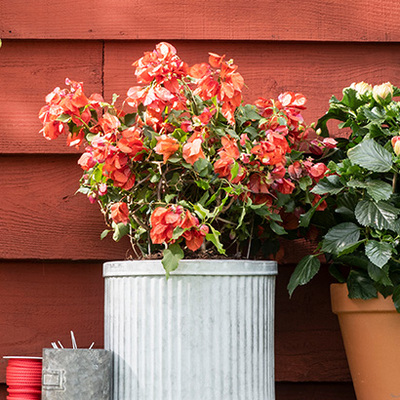 Bougainvillea van 27.99 voor 19.99