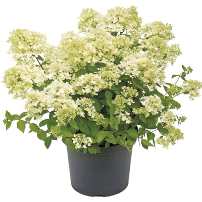 Pluimhortensia van 14.99 voor 9.99