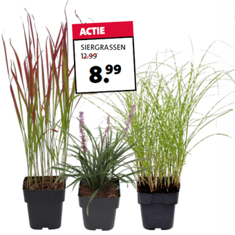 Siergrassen. Diverse soorten, hoogte 40 cm potmaat 23 cm. Per stuk 12.99 8.99