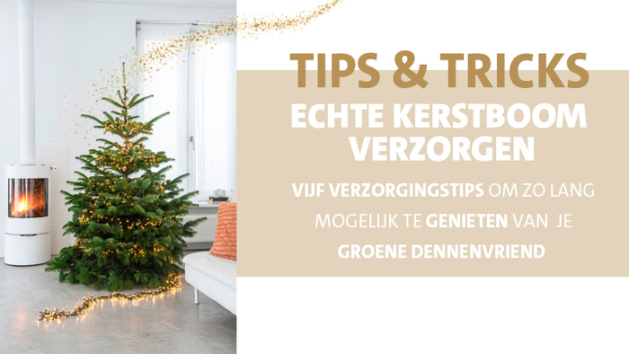 Tips en tricks hoe je het beste je echte kerstboom kunt verzorgen
