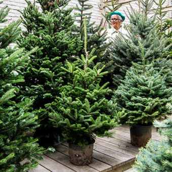 Niet zomaar een boom: een duurzame kerstboom