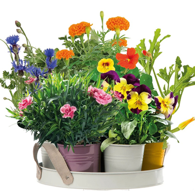 Dienblad met zaden voor eetbare bloemen Inclusief potjes en zaaigrond. Van14.99 voor 12.99