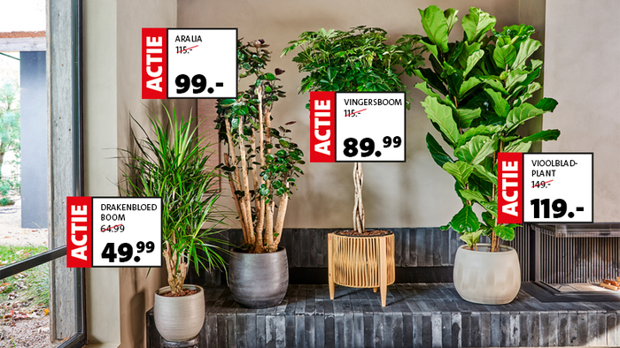 Kamerplanten in de aanbieding