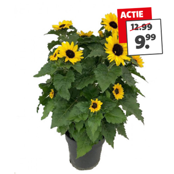 Zonnebloem (Helianthus 'Sunblast') van 12.99 voor 9.99