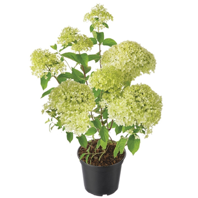 Pluimhortensia 14.99