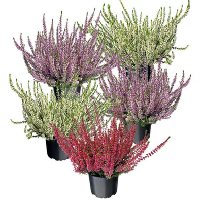 Zomerheide (Calluna vulgaris) Diverse kleuren, Per stuk 2.49 Nú 5 voor 9.99