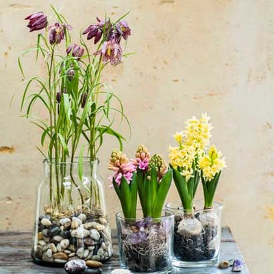 Kievitsbloem (Fritillaria meleagris) van 2.99 voor 2.49