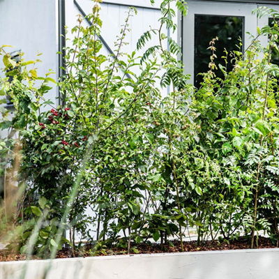 Nu aanleggen, straks lekker snel groen: Heggen