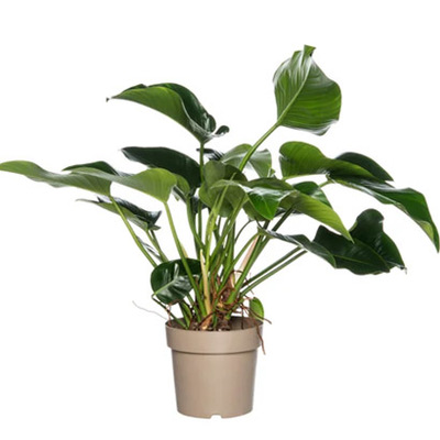 Philodendron nu voor 54.99