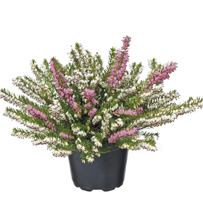 Winterheide (Erica darleyensis). Wit, roze of rood, hoogte 15 cm potmaat 17 cm. Per stuk 5.99 Nú 2 voor 10.-