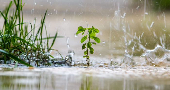 VOORKOM WATEROVERLAST IN JE TUIN