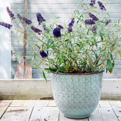 Vlinderstruik (Buddleja dav. ‘Butterfly Candy’). Hoogte 40 à 50 cm potmaat 19 cm, exclusief pot. Van 14.99 voor 9.99