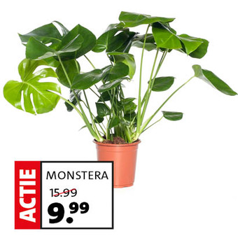 Monstera van 15.99 voor 9.99