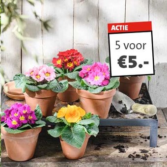 Sleutelbloem (Primula acaulis). Diverse kleuren, hoogte 15 cm potmaat 10,5 cm. Per stuk 1.29 Nú 5 voor 5.-