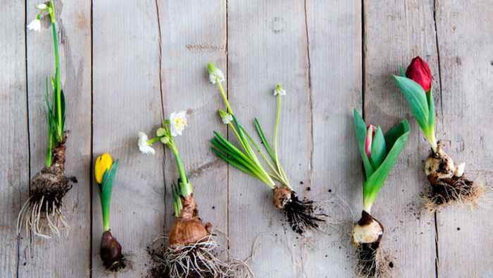 Tijd om voorjaarsbloeiende bloembollen te planten