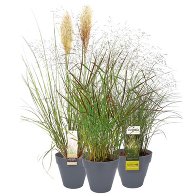 Siergrassenmix Diverse soorten, per stuk 27.99 nu voor 19.99