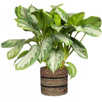 Aglaonema 'Sliver Bay' van 29.99 voor 24.99