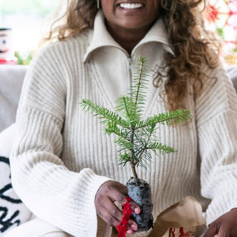 Gratis mini kerstboom bij de aankoop van een Nordmann Kerstboom