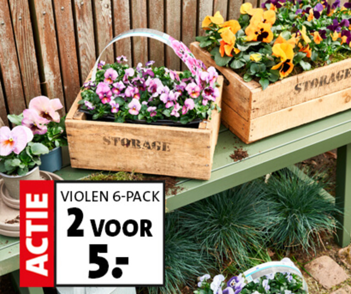 6 pack violen: 2 voor €5,-