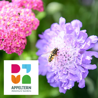 De tuintip van Appeltern. Verwijder uitgebloeide bloemen uit je planten!