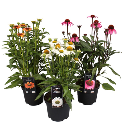 Zonnehoed (Echinacea purpurea ‘Sunseekers’). Diverse kleuren van 9.99 voor 7.99