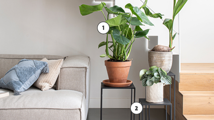 Deze week in de aanbieding: Monstera en bijzettafels