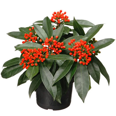 Skimmia van 19.99 voor 14.99