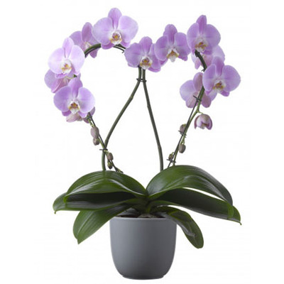 Vlinderorchidee (Phalaenopsis 'HeartZ') van 19.99 voor 14.99