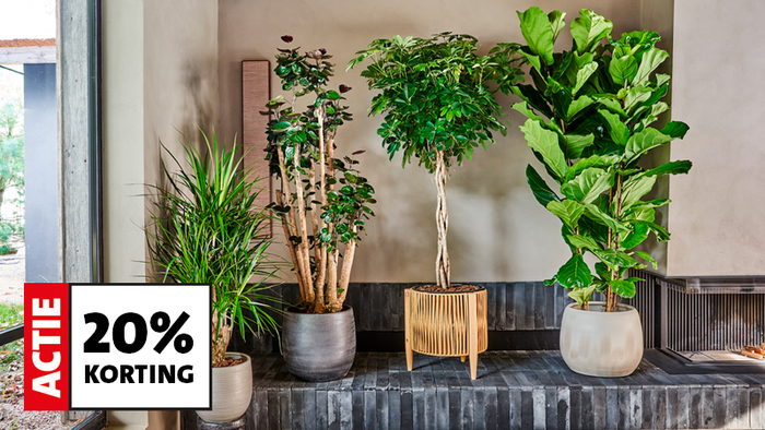 Shop kamerplanten met 20% korting