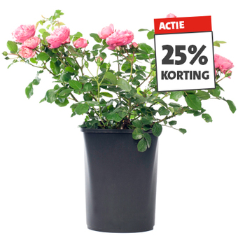 Prachtige struikrozen, rozen op stam en klimrozen. Diverse hoogtes diverse potmaten. Nú 25% korting