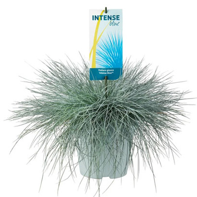 Siergrassenmix Diverse soorten, per stuk 27.99 nu voor 19.99