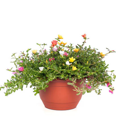 Portulak (Portulaca ‘Carnaval’) in schaal Hoogte 30 cm Ø 27 cm Van 14.99 voor 9.99