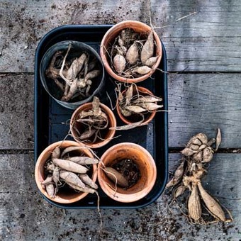 Nu doen: Zomerbloeiende bloembollen planten