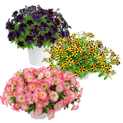 Pluimhortensia (Hydrangea pan. ‘(S)witch Ophelia’) hoogte 35 cm potmaat 19 cm. Van 16.99 voor 12.99