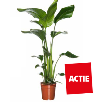 Paradijsvogelplant (Strelitzia nicolai). Kamerplant, hoogte 100 cm potmaat 21 cm. 34.99 24.99