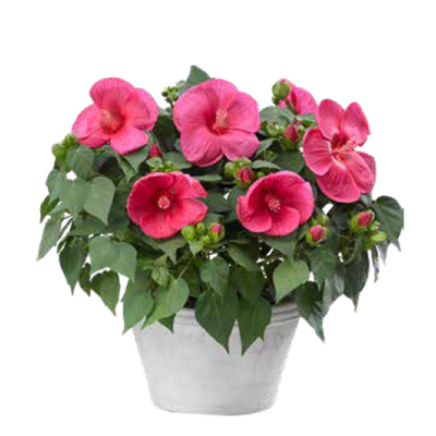 Hibiscus ‘Newbiscus Mauvelous’ Diverse kleuren van 12.99 voor 9.99