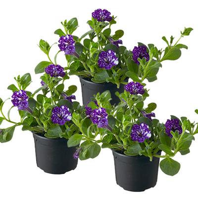 Petunia, per stuk 1.49, 3 voor 3.99