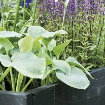 Planten voor in een schaduwborder