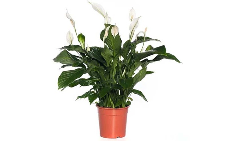 Lepelplant (Spathiphyllum ‘Sweet Lauretta’). Hoogte 100 cm potmaat 24 cm. Van 29.99 voor 21.99