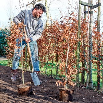 7 Tips voor de najaarsaanplant